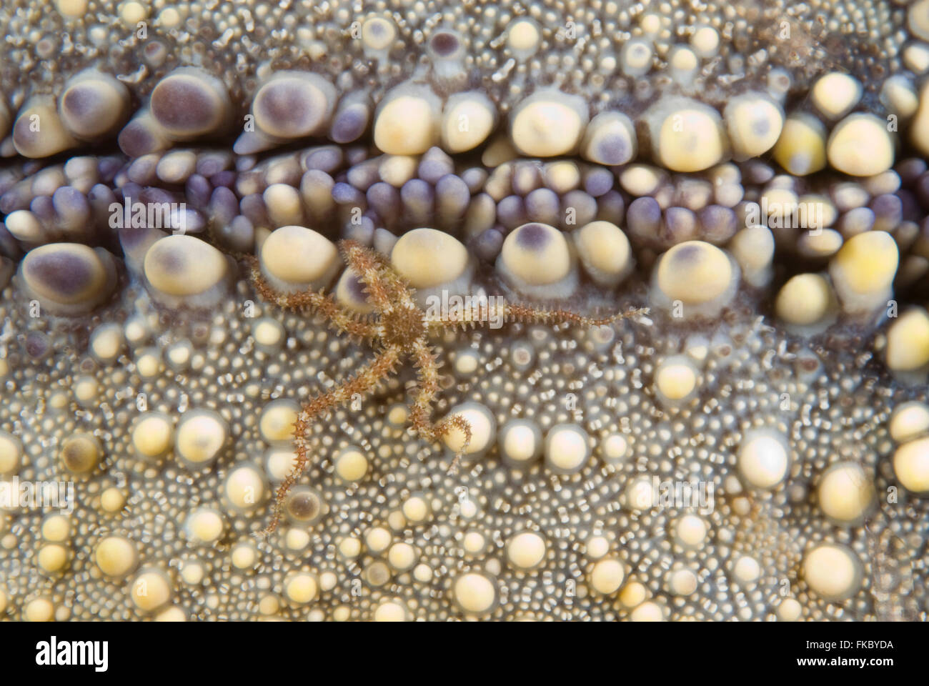 Tiny brittlestar on the underside of a pin cushion sea star Stock Photo