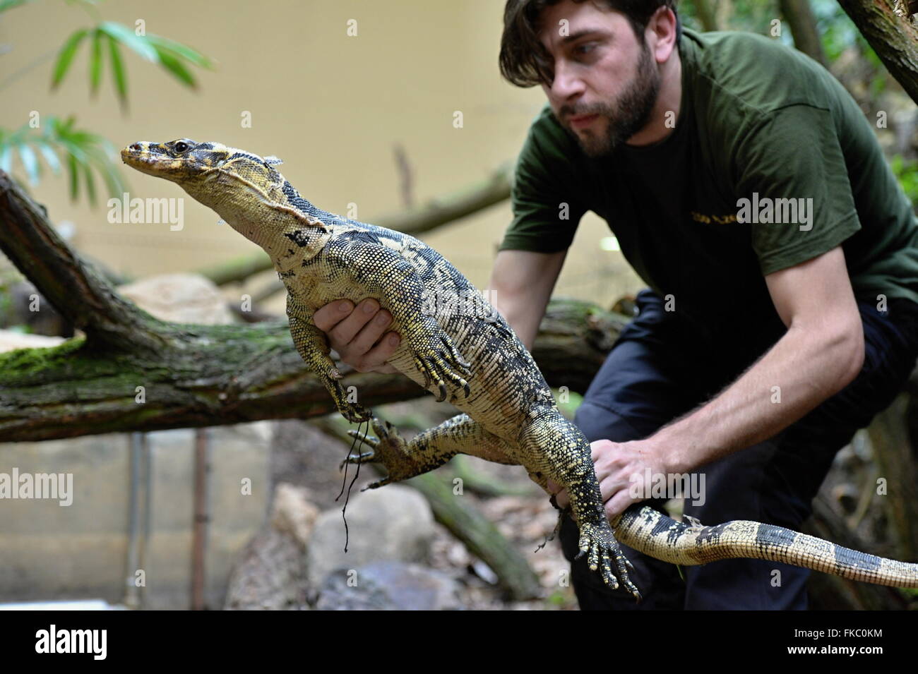 Pilsen, Czech Republic. 08th Mar, 2016. Yellow-headed water monitor from  Filipino island Mindanao was presented in a zoo in Pilsen, Czech Republic,  March 8, 2016. Pictured keeper Tomas Jirasek. Credit: Pavel Nemecek/CTK