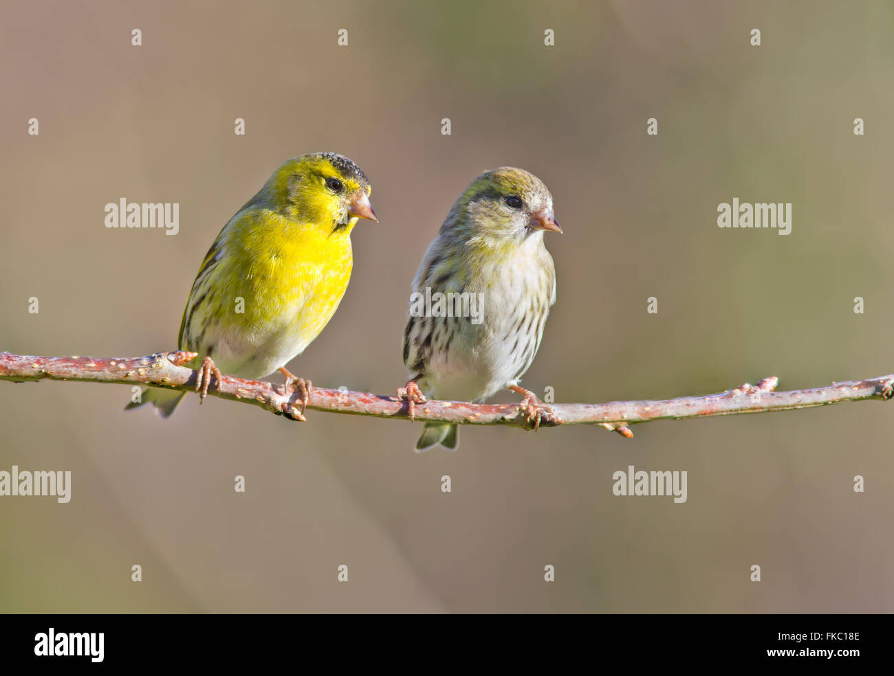 A male and female Siskin perched on a tree branch Stock Photo