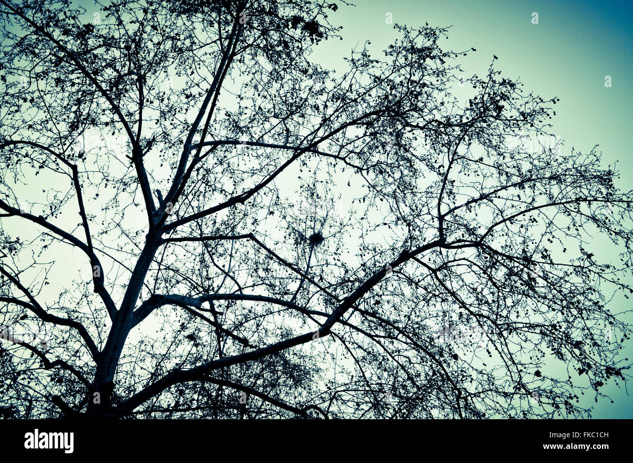 Tree without leaves Stock Photo Alamy