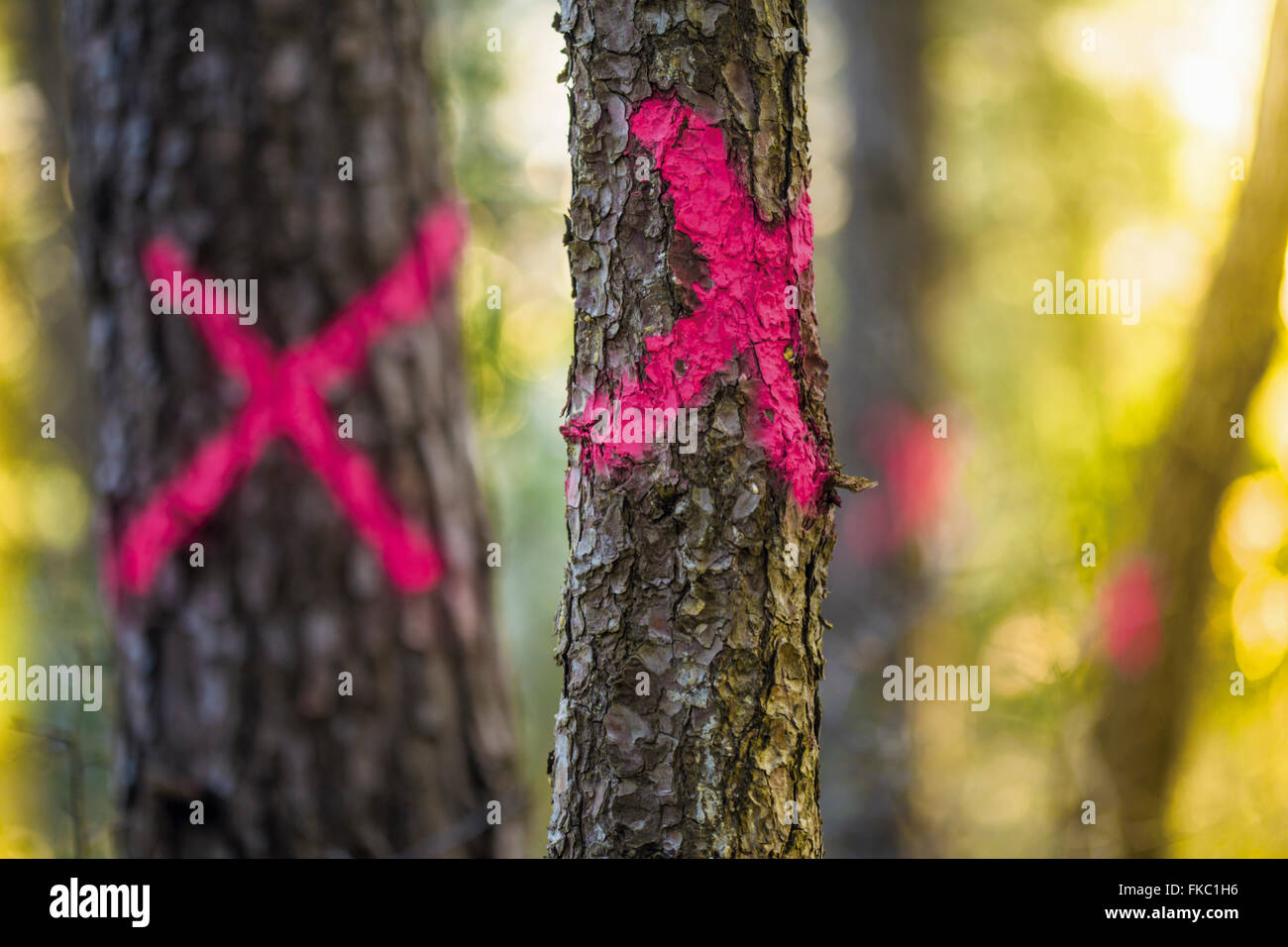 Climate change marked for cutting trees and building on the ground Stock Photo