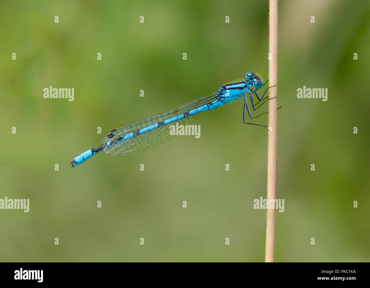 A damselfly perched on a reed Stock Photo