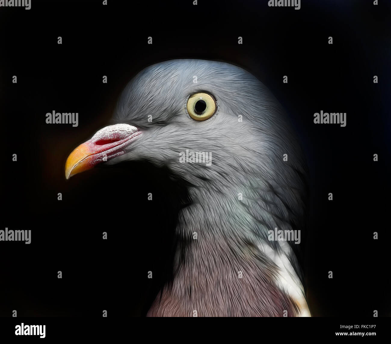 A side view portrait of a pigeons face Stock Photo