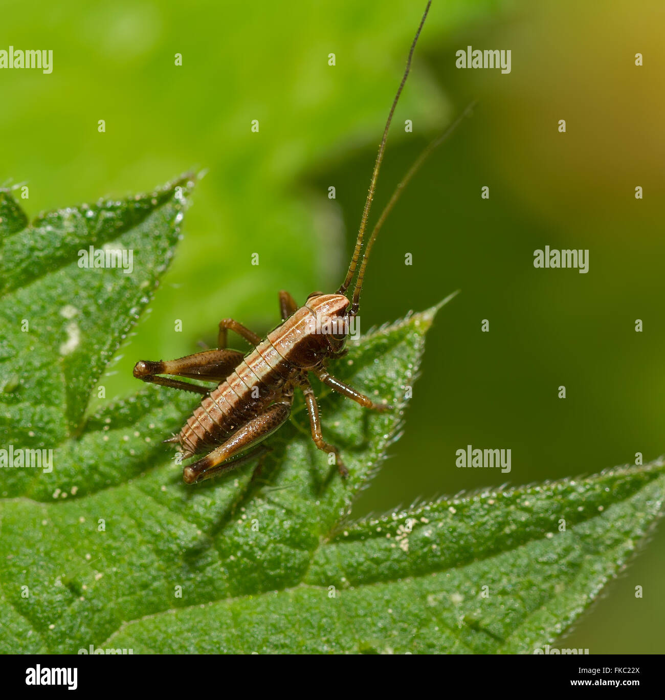 A Bush Cricket perched on a leaf Stock Photo
