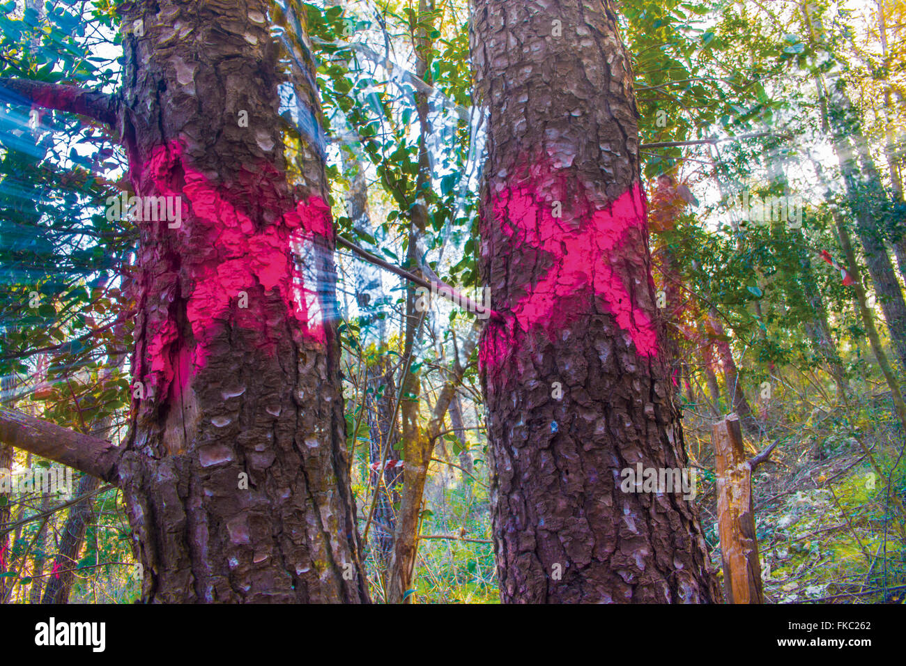 Climate change marked for cutting trees and building on the ground
