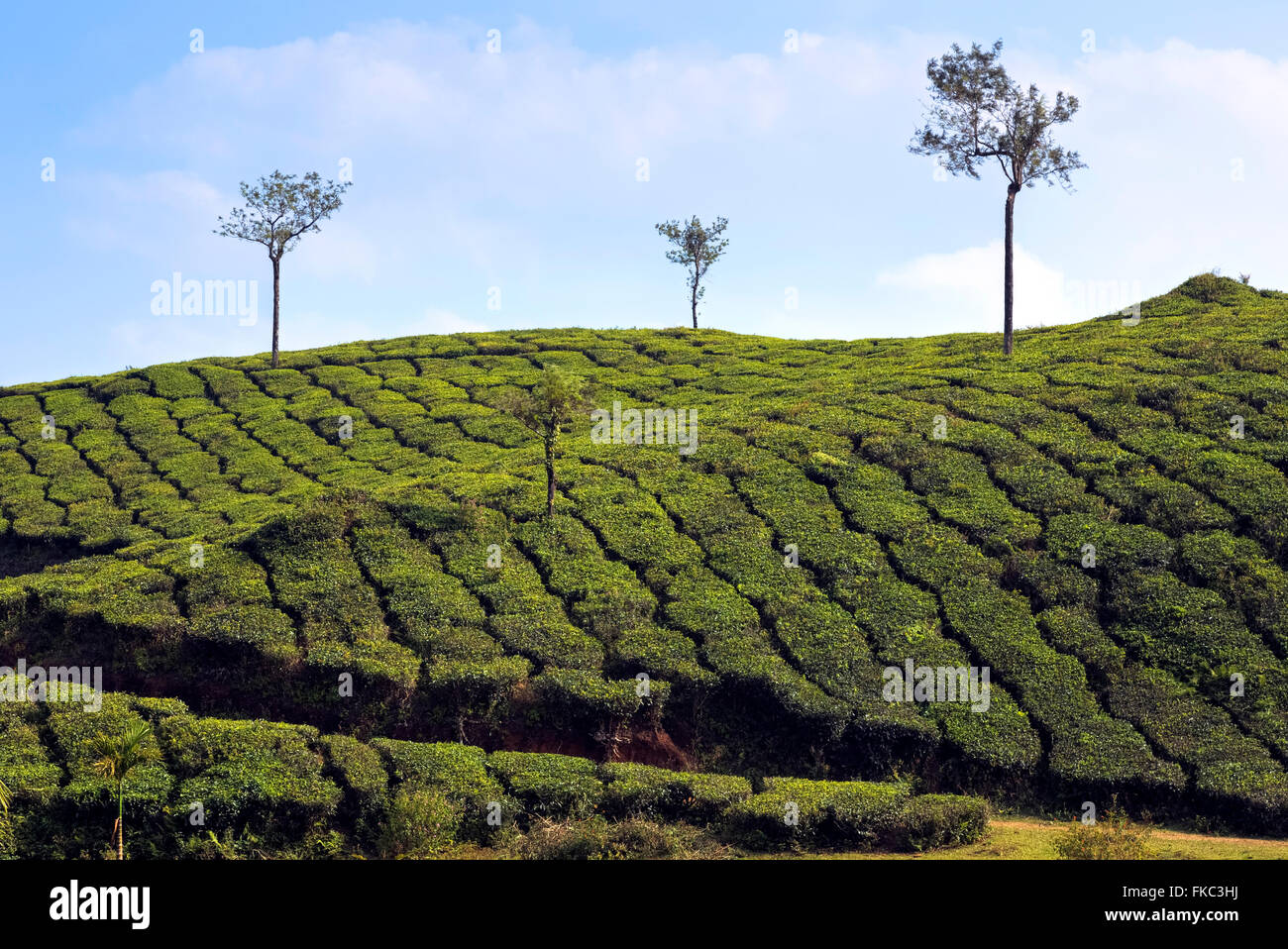 tea plantation in Peermade, Kerala, India, Asia Stock Photo