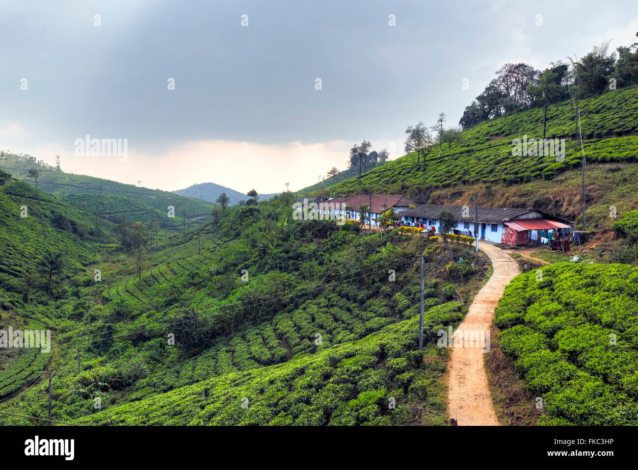 tea plantation in Peermade, Kerala, India, Asia Stock Photo