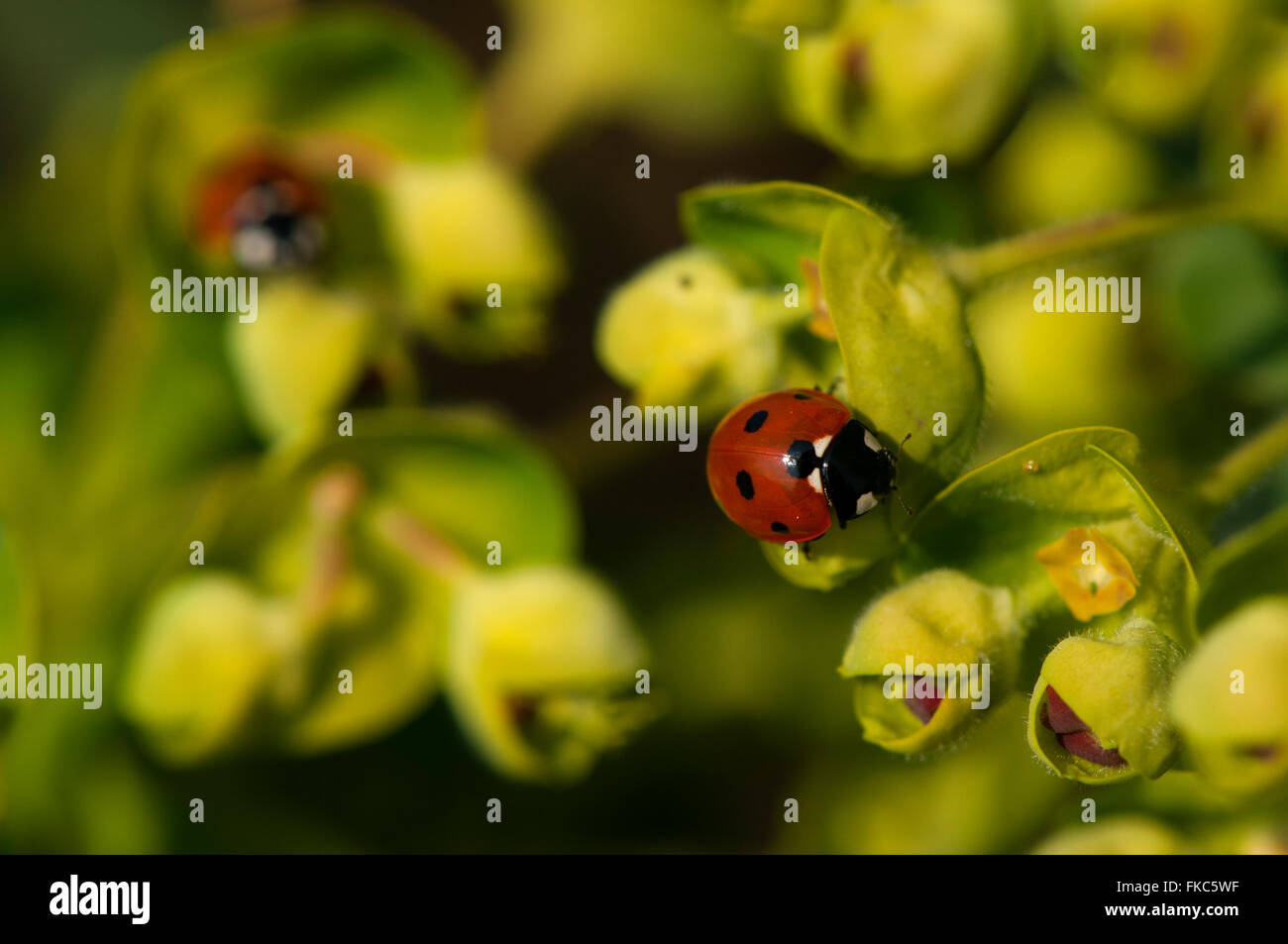 Closeup image of two Ladybirds/bugs shown on a flowering shrub. Stock Photo