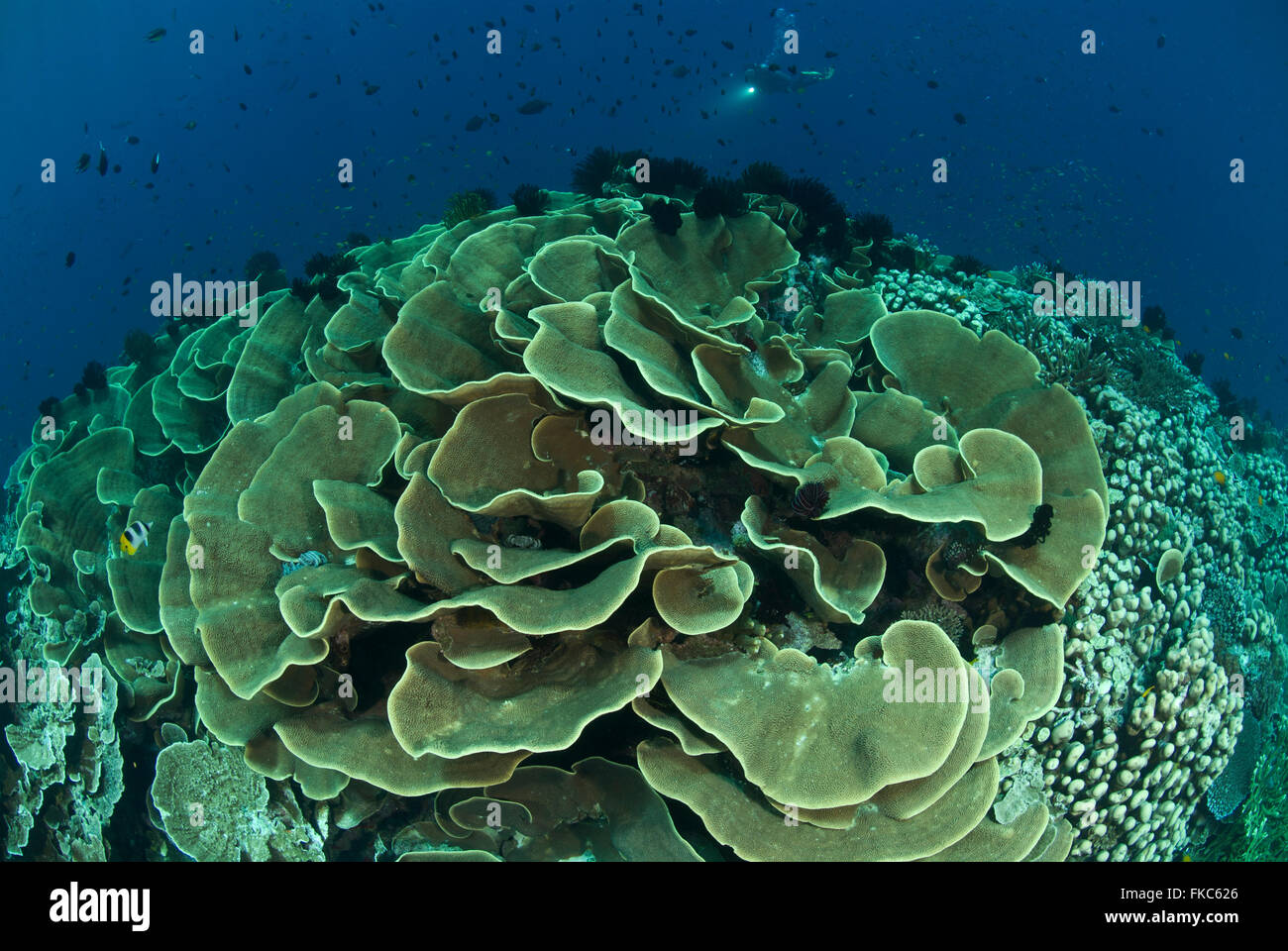 Lettuce like corals (Turbinaria sp.) Stock Photo