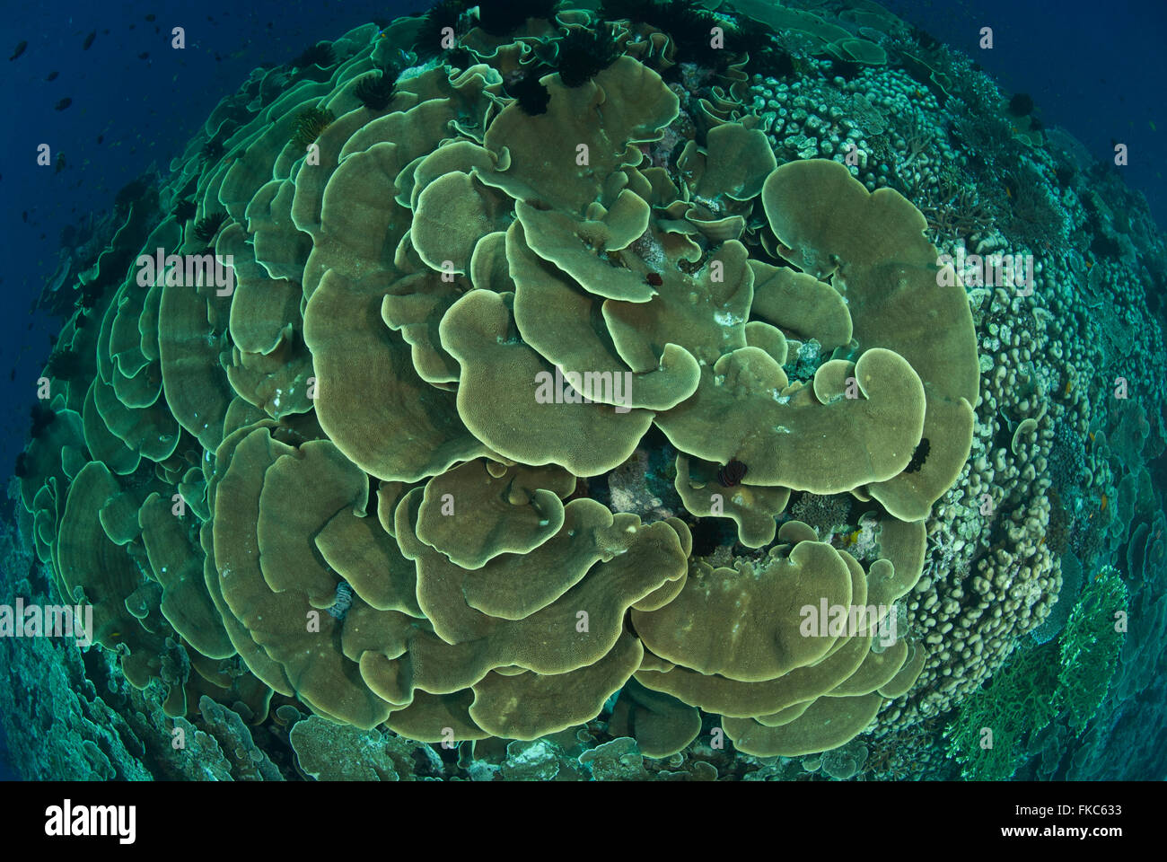 Lettuce like corals (Turbinaria sp.) Stock Photo
