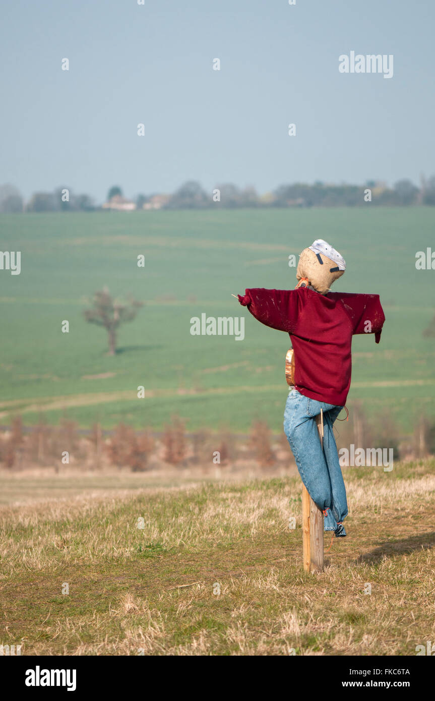 Portrait image of a scarecrow stood in a field with farmland background. Stock Photo