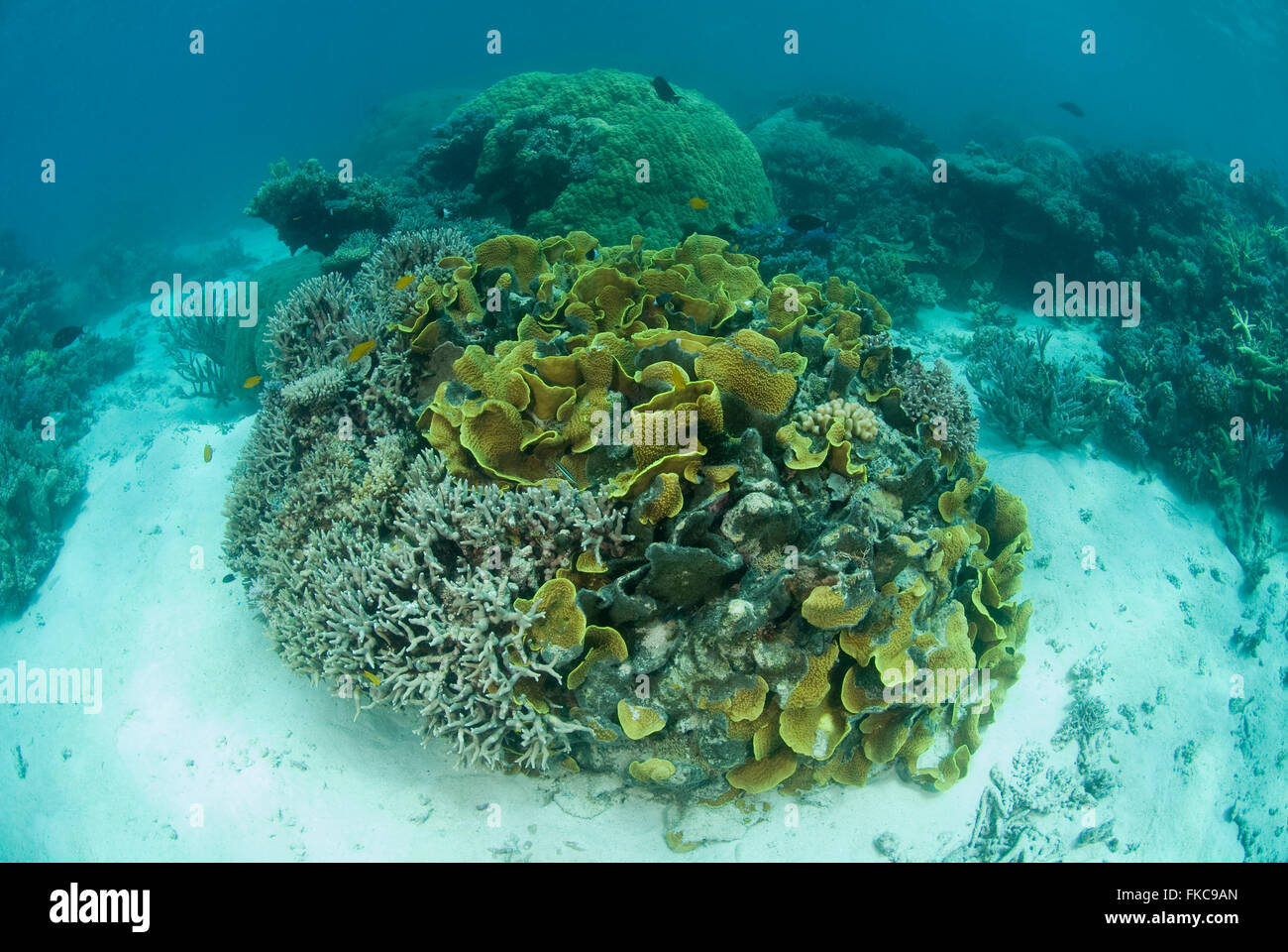 Lettuce coral, Turbinaria reniformis Stock Photo Alamy