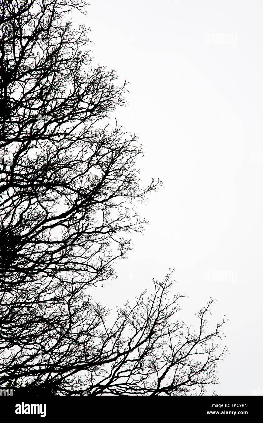 winter tree branches Stock Photo