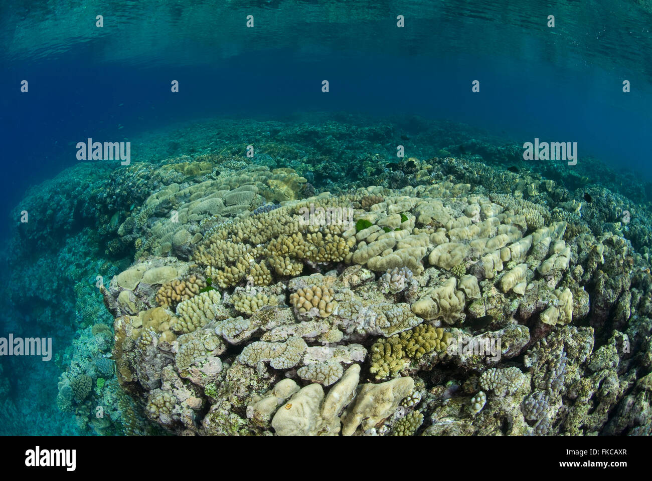 Coral reef in the far northern outer Great Barrier Reef. Coral