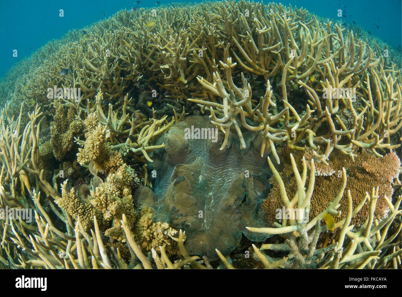 Giant clam, (Tridacna gigas) trapped in staghorn coral reef Stock Photo