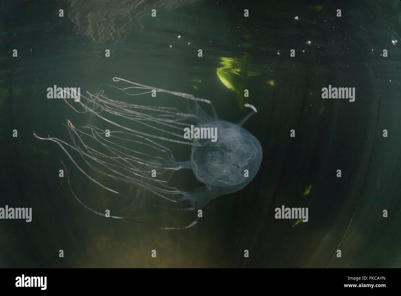 Box jellyfish in mangroves (Chironex sp Stock Photo Alamy
