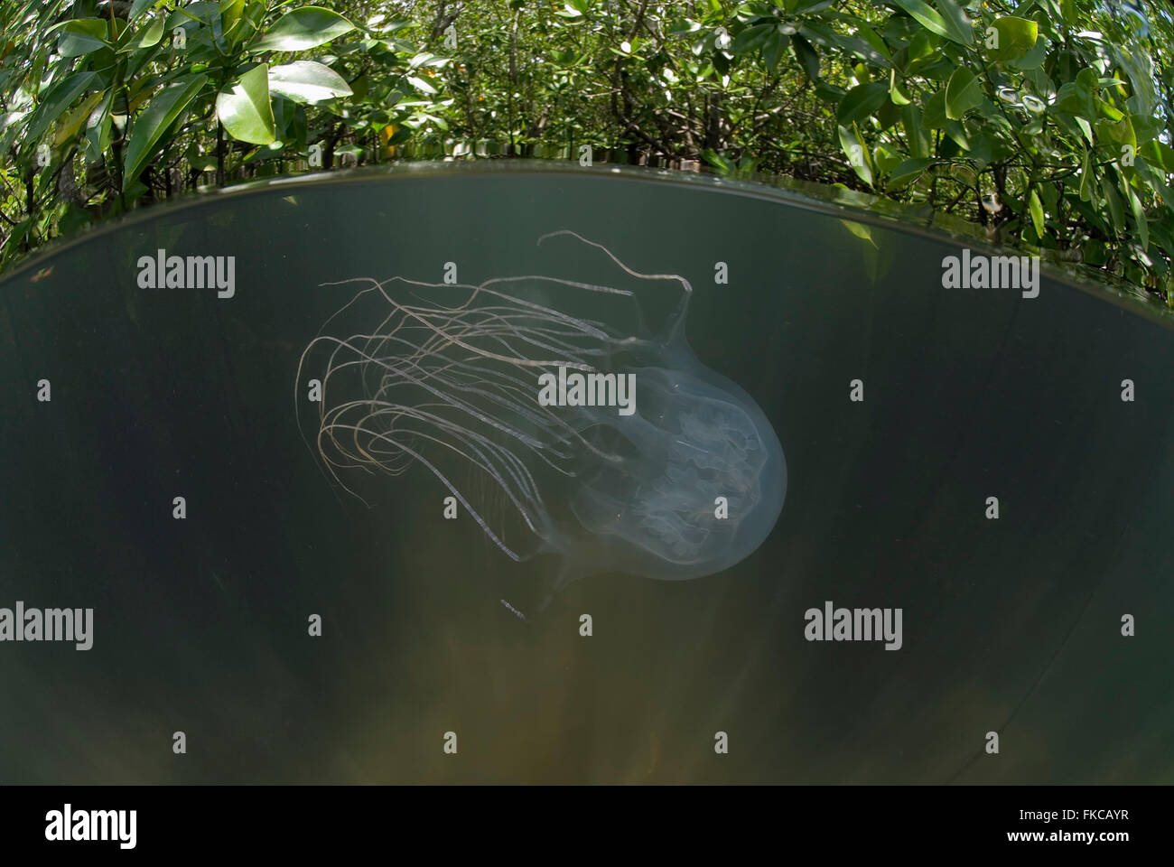 Box jellyfish in mangroves (Chironex sp.) Stock Photo