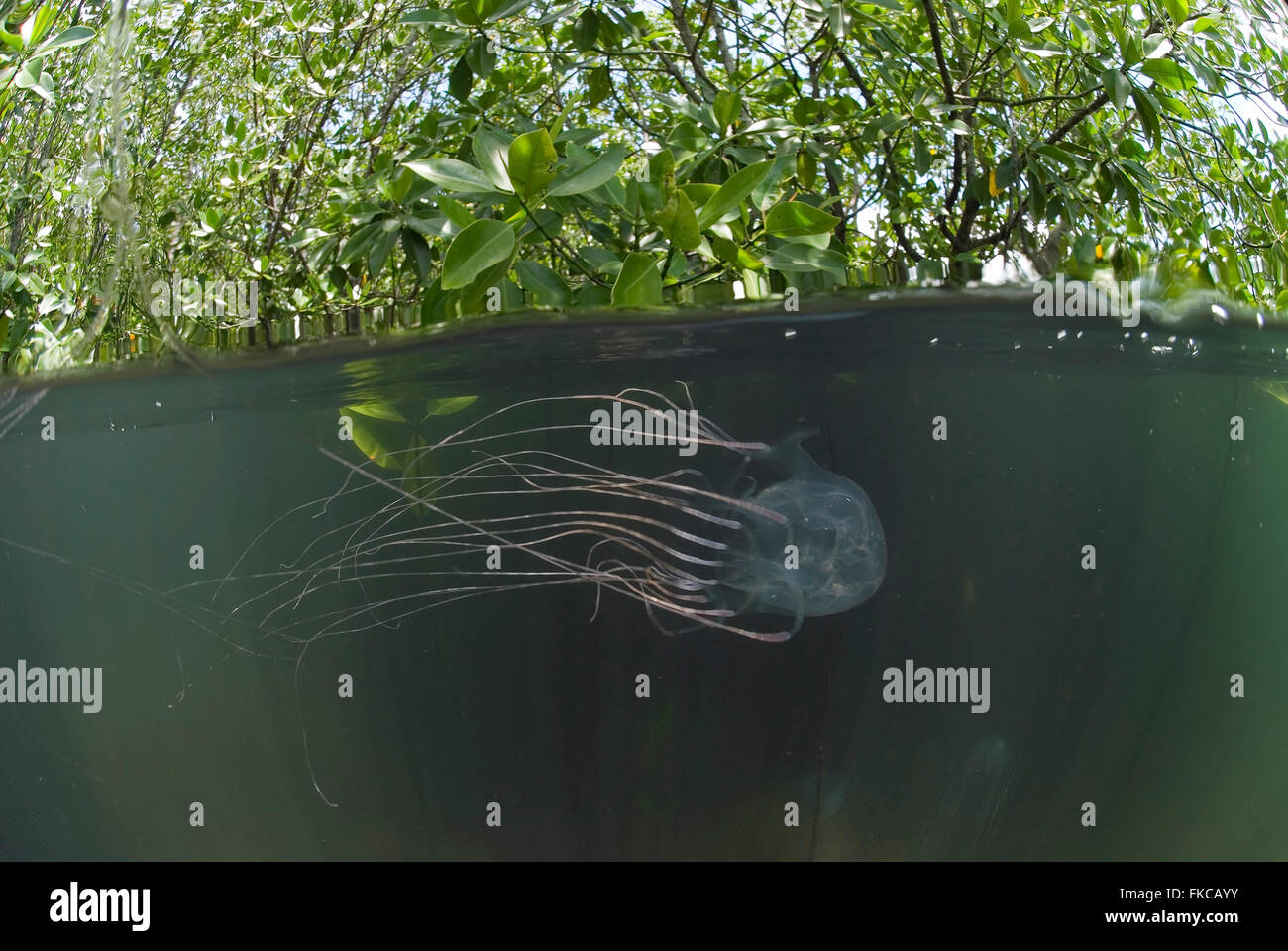 Box jellyfish australia hires stock photography and images Alamy