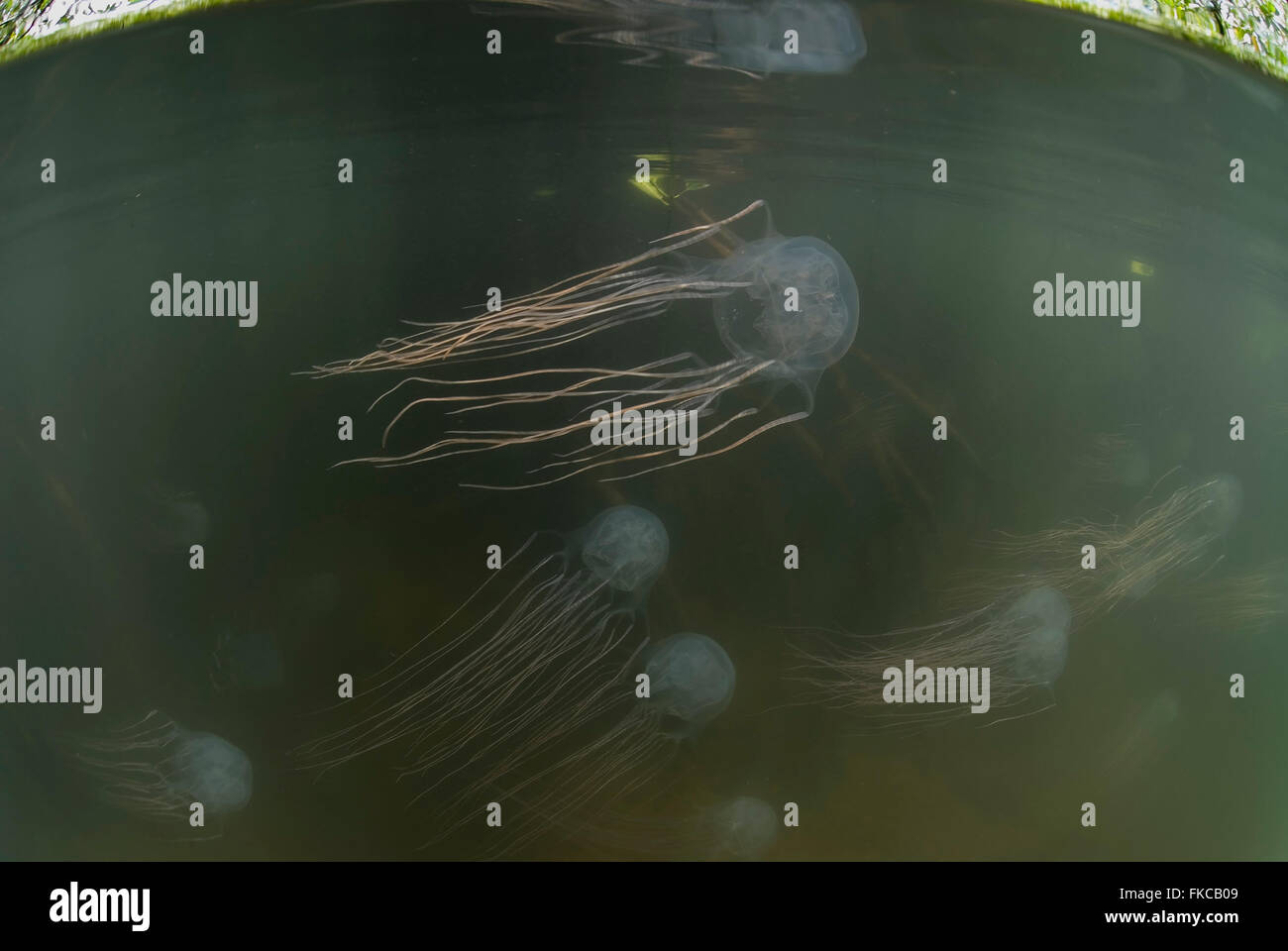 Box jellyfish in mangroves (Chironex sp Stock Photo Alamy