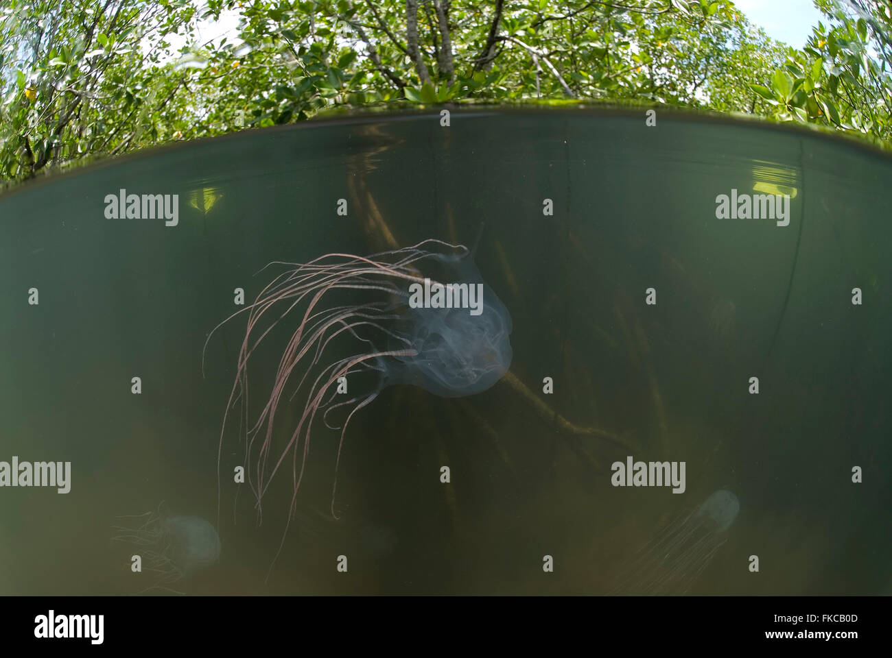 Box jellyfish in mangroves (Chironex sp Stock Photo Alamy