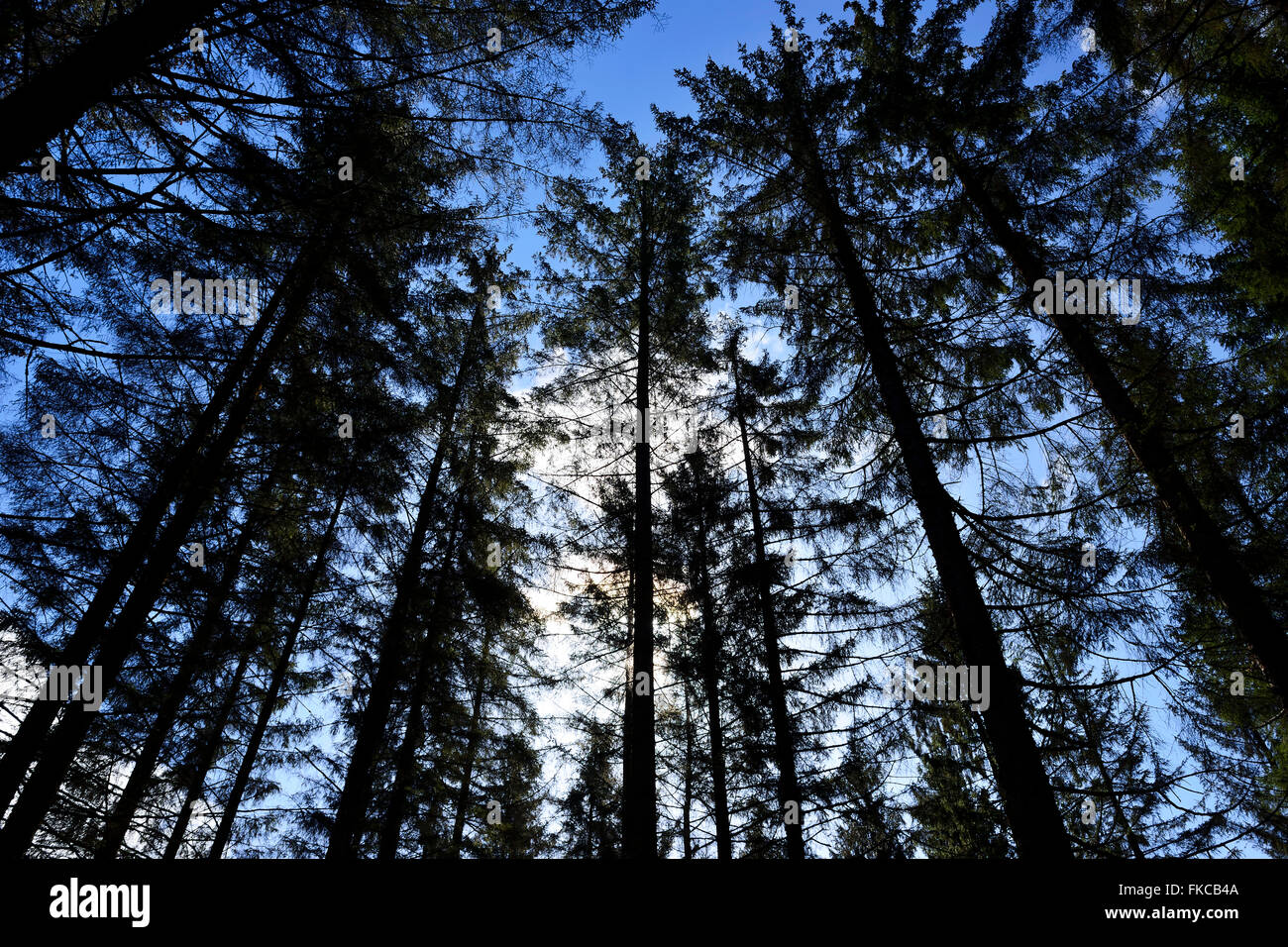 Pine forest, Achray Forest Drive, Trossachs, Scotland, UK Stock Photo