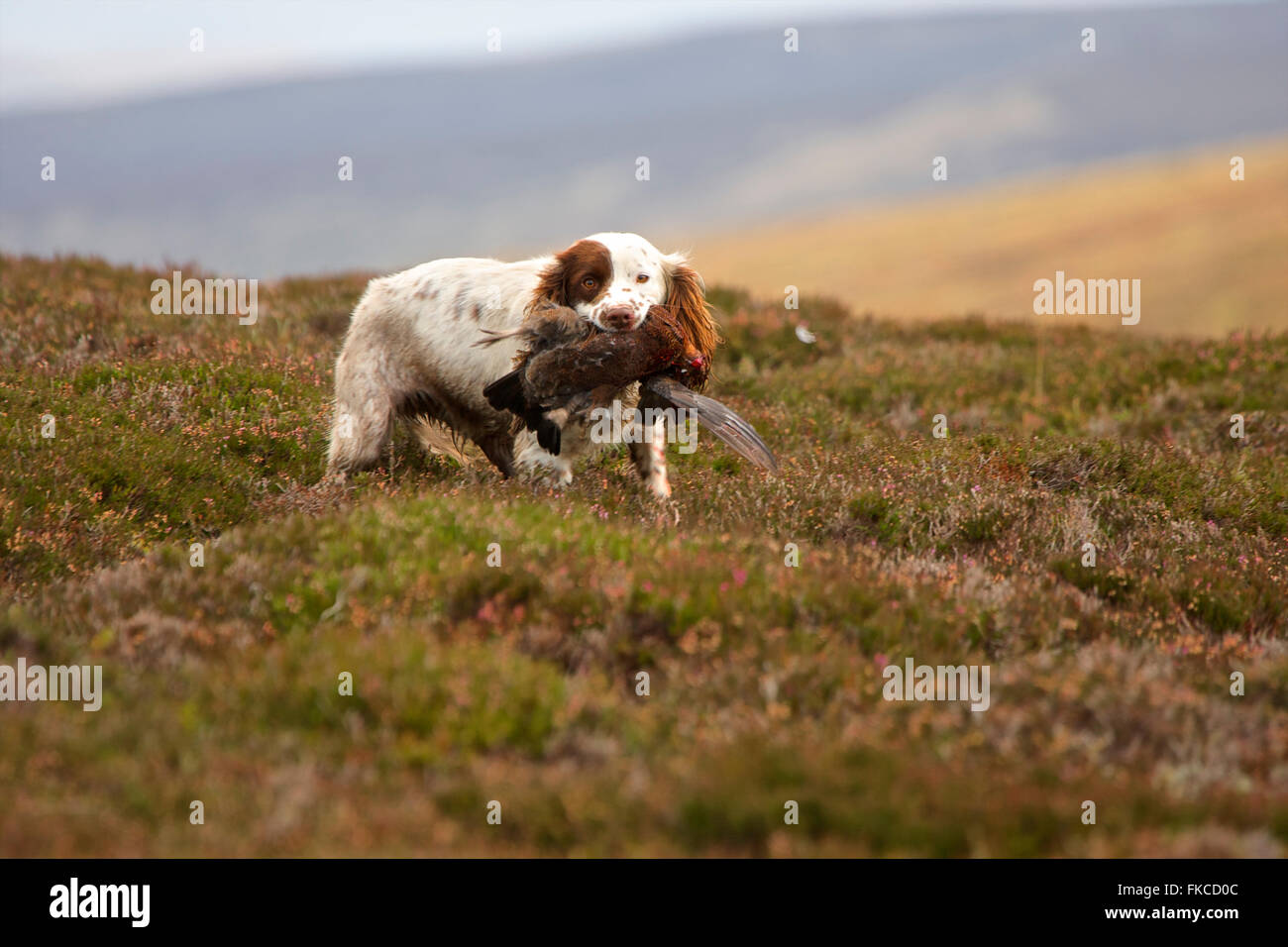 English Springer Spaniel dog with a grouse in its mouth, Scottish Moors Stock Photo