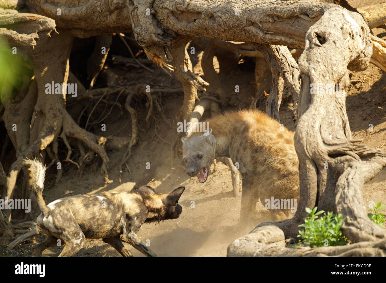 African wild dog mobbing a spotted hyena, Mana Pools, Zimbabwe Stock Photo