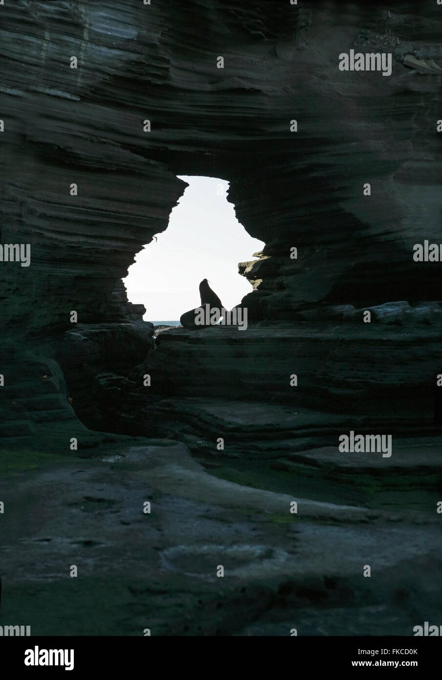 A seal in the archway of a rock formation in the Galapagos Islands Stock Photo