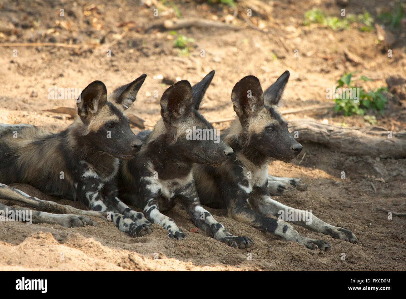 African wild dogs resting in the shade, Mana Pools, Zimbabwe Stock Photo