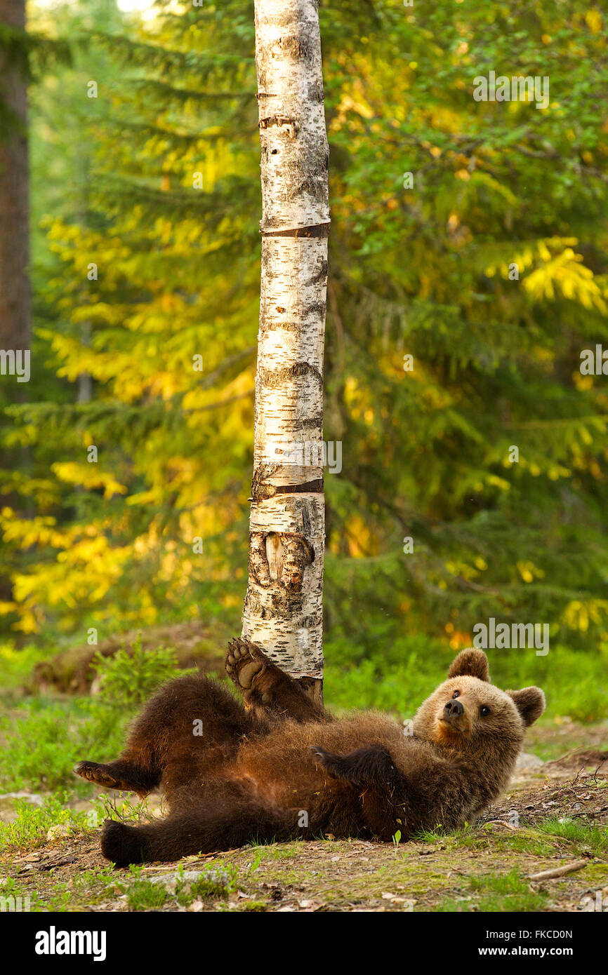 Brown bear scratching its back on a tree, Finland Stock Photo