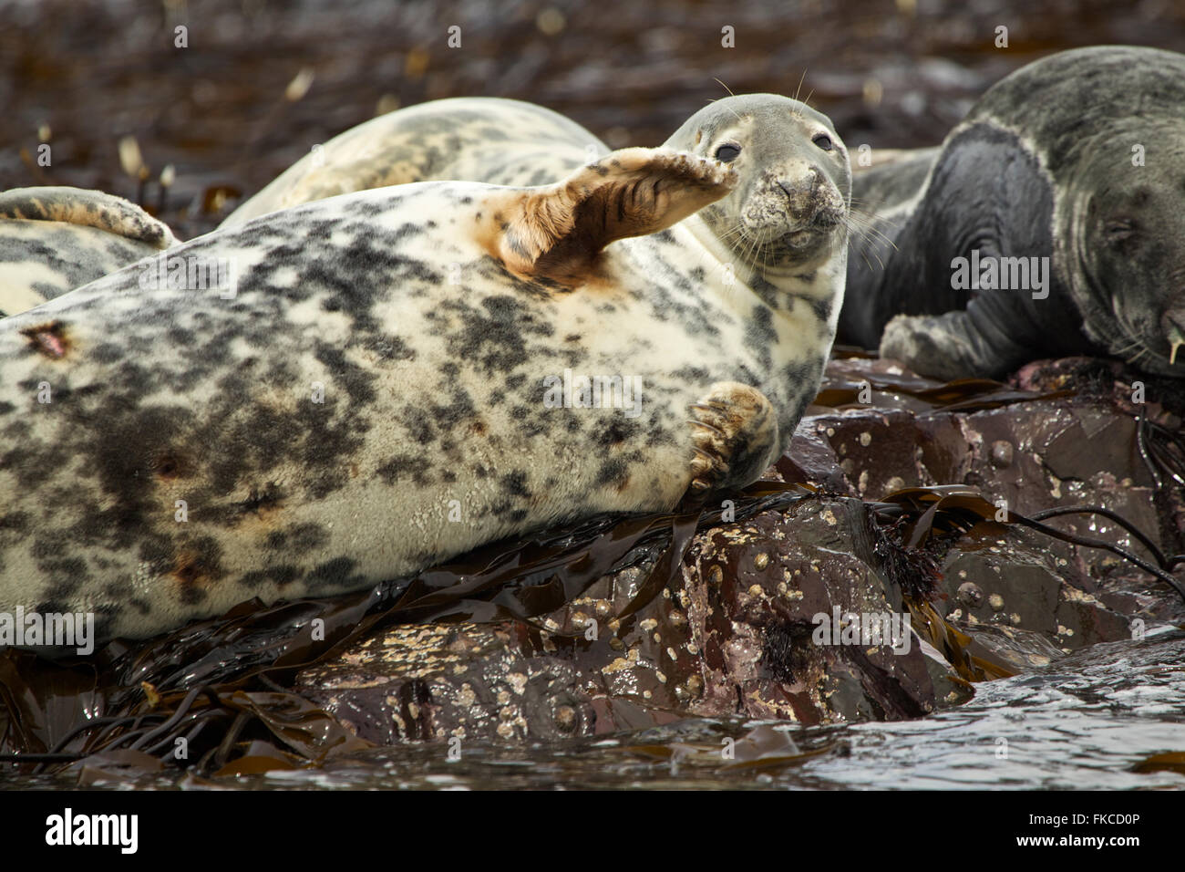 A grey seal laying on its side, Farne Islands Stock Photo