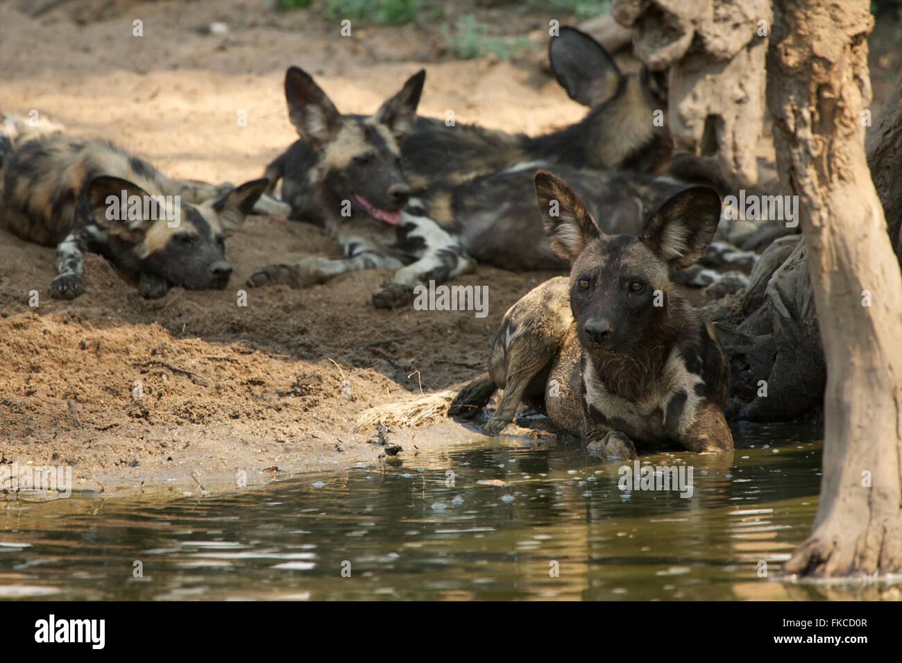 African wild dogs resting in the shade near stagnant water, Mana Pools, Zimbabwe Stock Photo