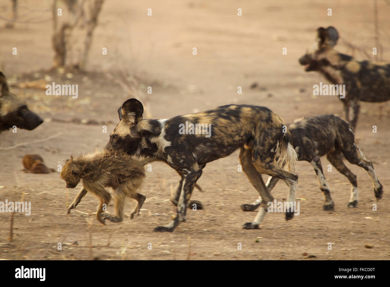 African wild dog carrying a baboon in its mouth, Mana Pools, Zimbabwe Stock Photo