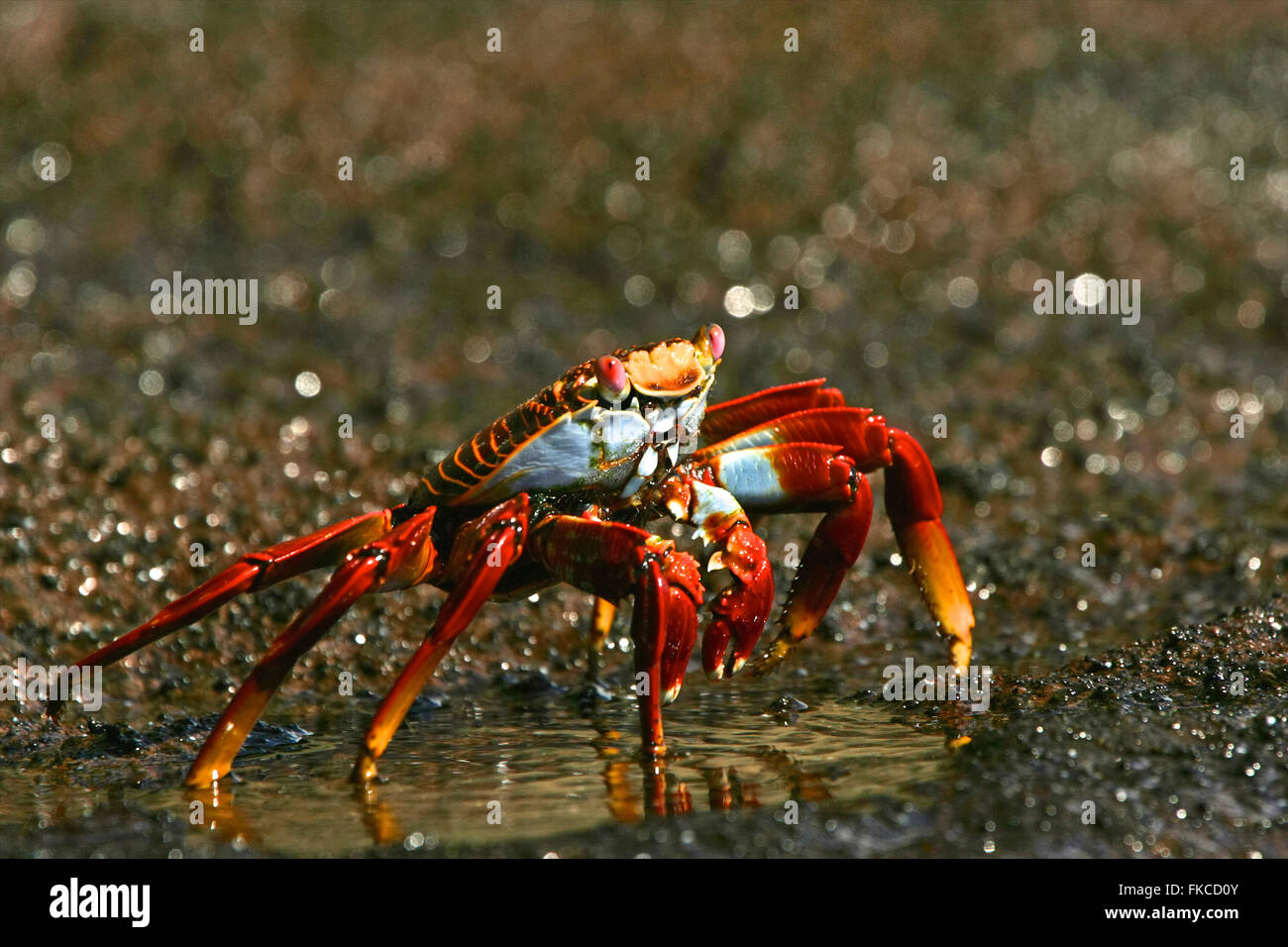 A close-up of a Sally Lightfoot crab on the Galapagos Islands Stock Photo