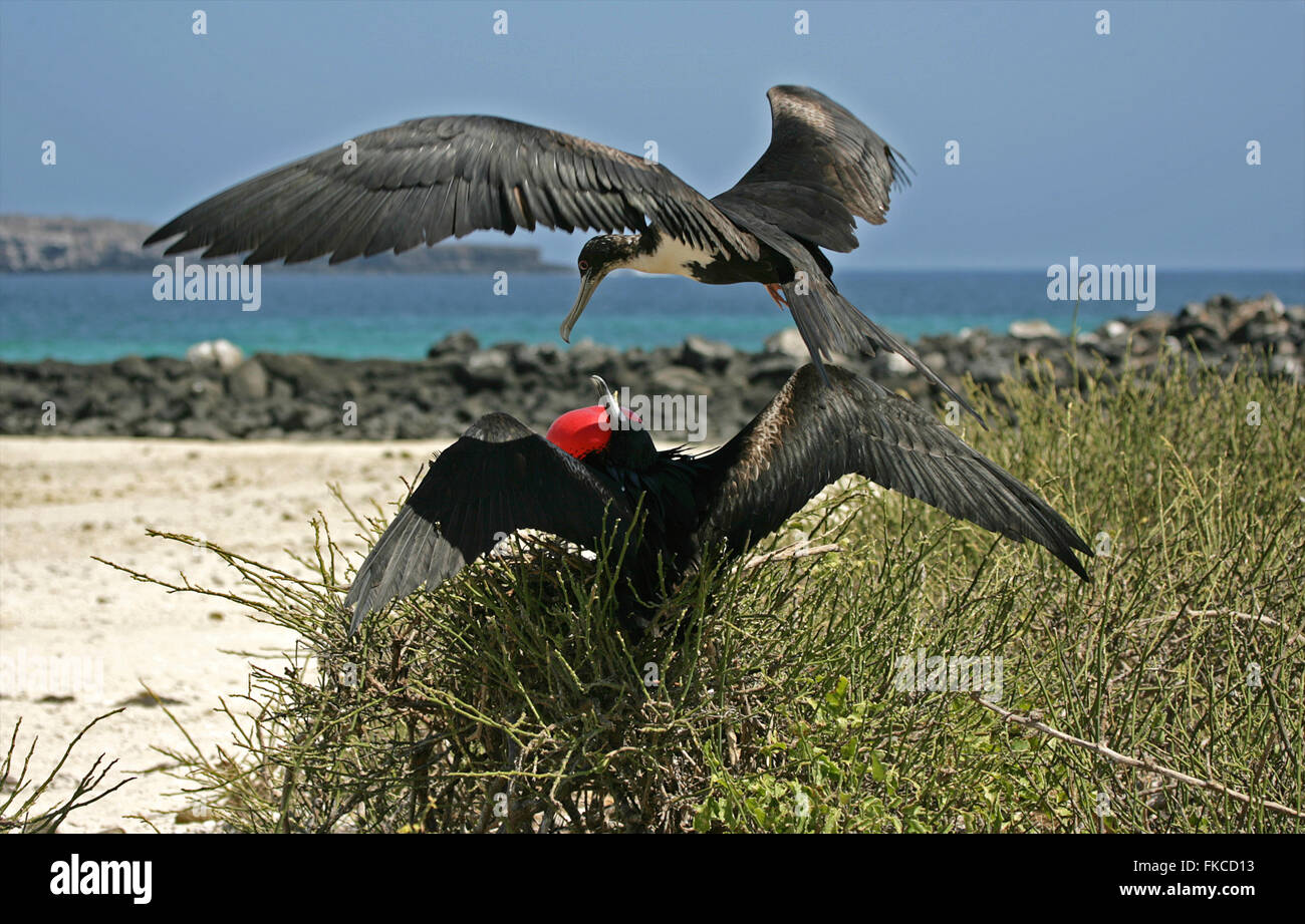 A male frigate courting a female frigate, Galapagos Islands Stock Photo