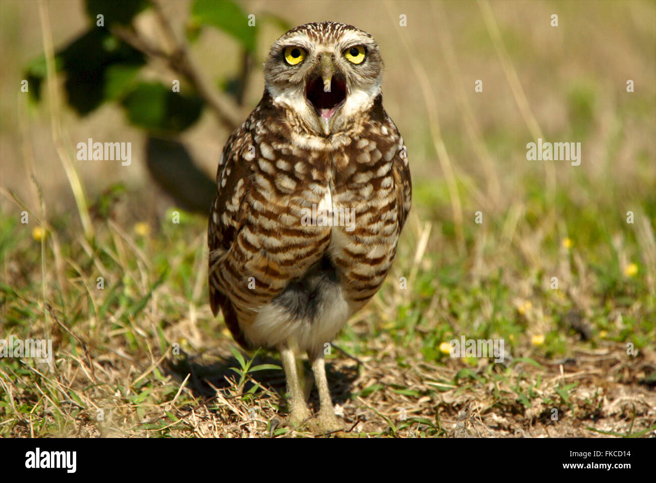 Burrowing Owl with its beak open, Great Inagua Stock Photo