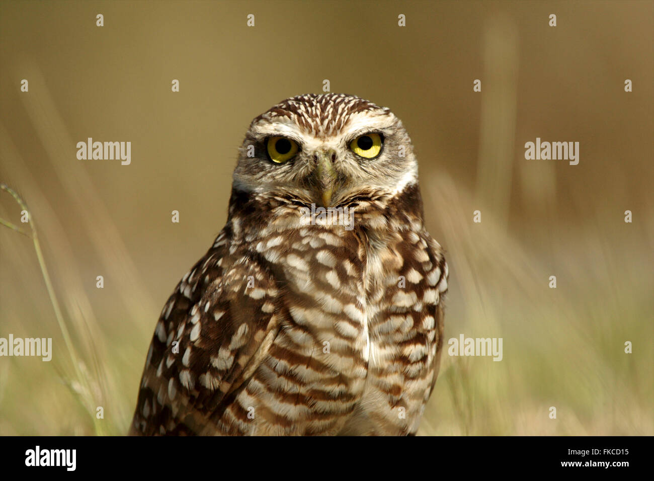 Close-up of a Burrowing Owl, Great Inagua Stock Photo