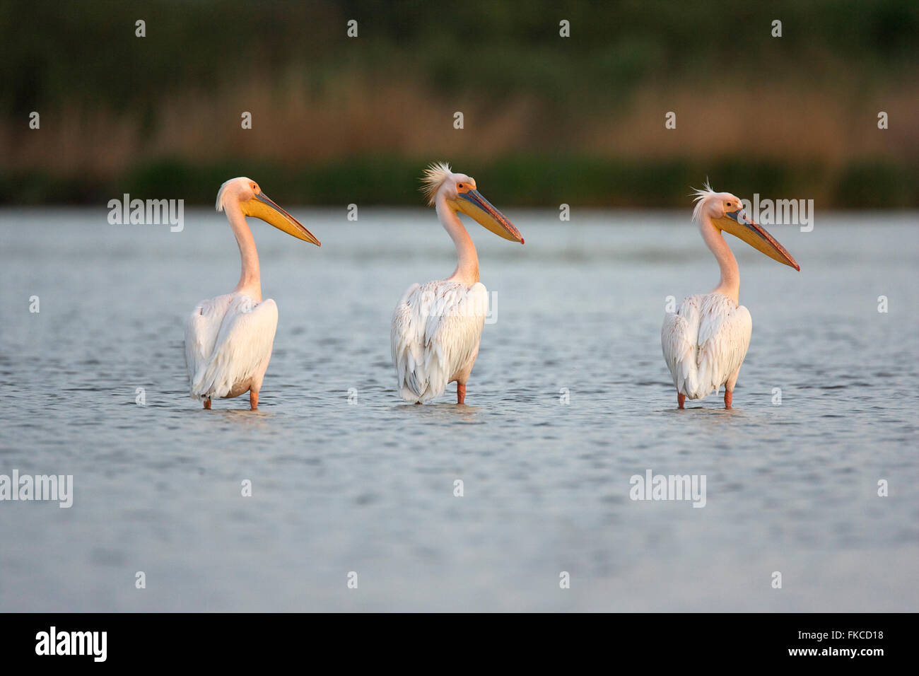 Dalmatian pelicans standing in the Danube Delta Stock Photo