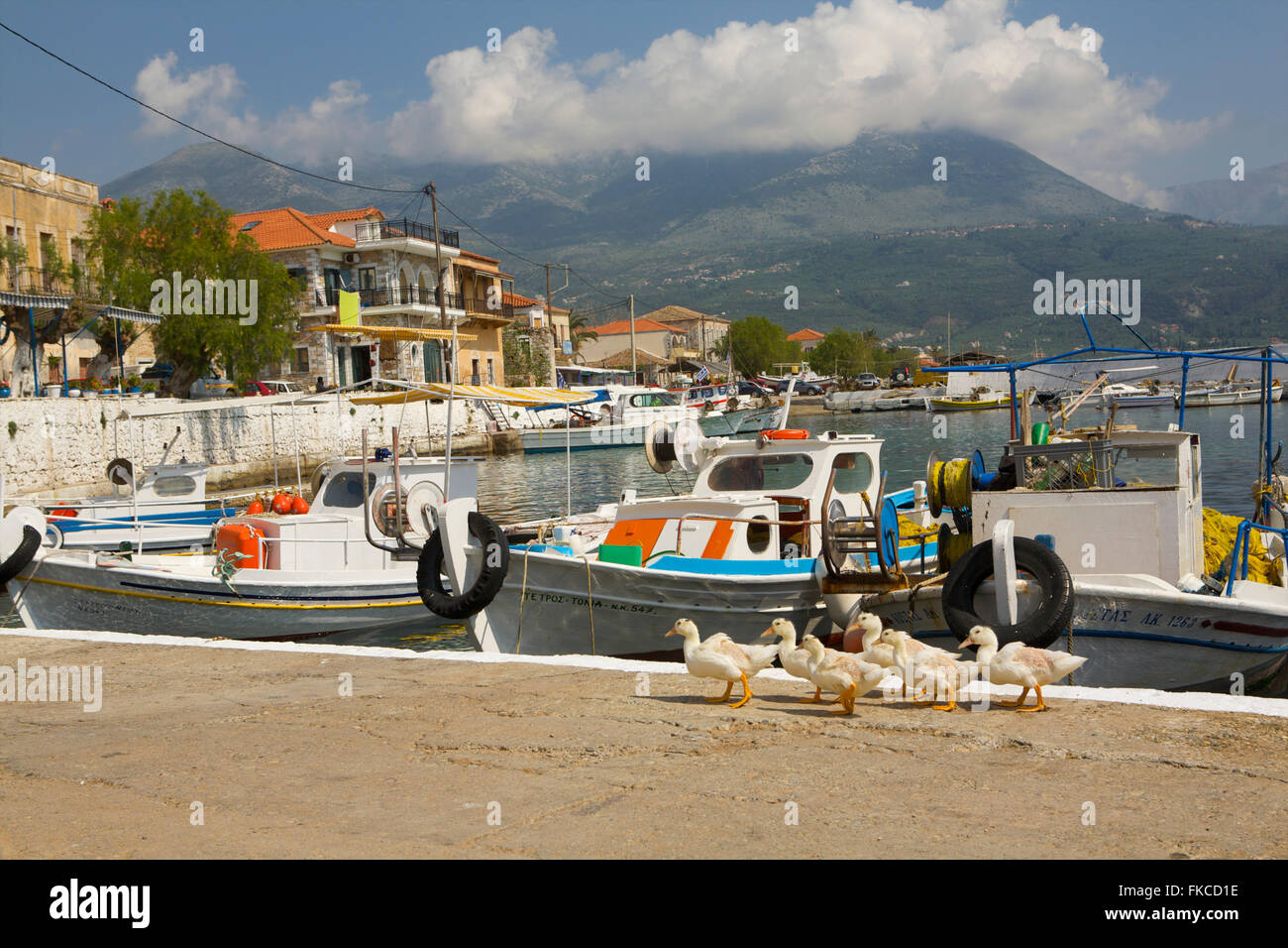 Ducks walking on a pier in Greece Stock Photo
