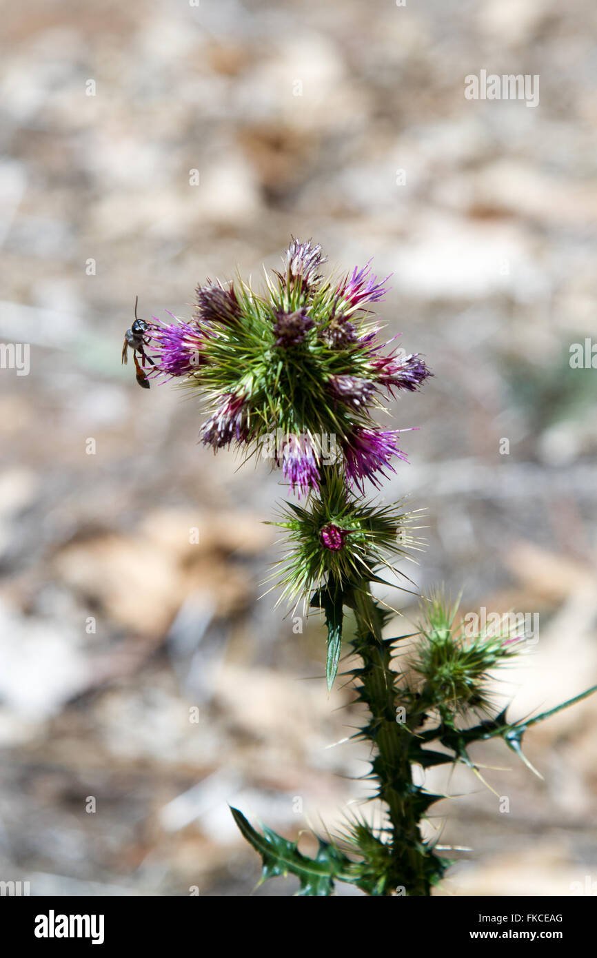 Wild purple flowers Stock Photo - Alamy