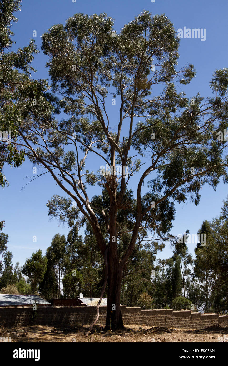 Eucalyptus tree in Addis Ababa, Ethiopia Stock Photo Alamy