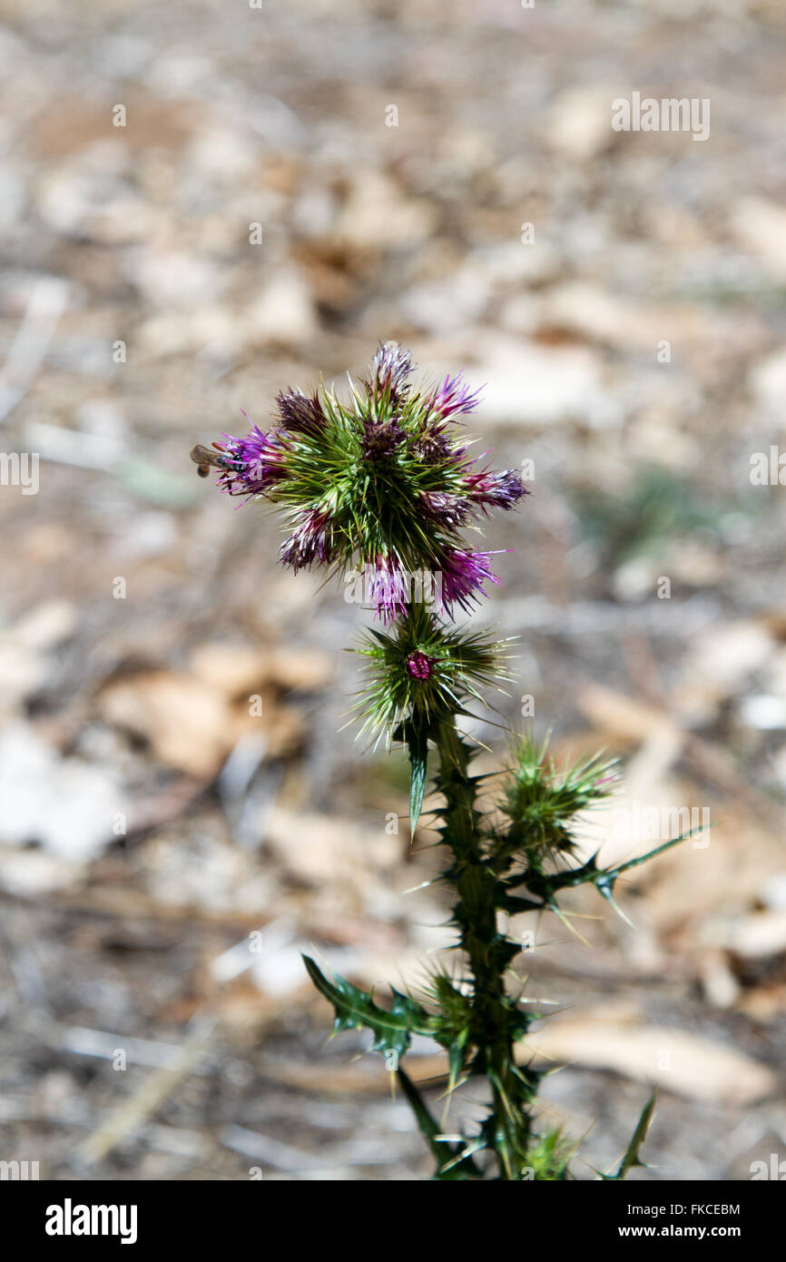 Wild purple flowers Stock Photo - Alamy