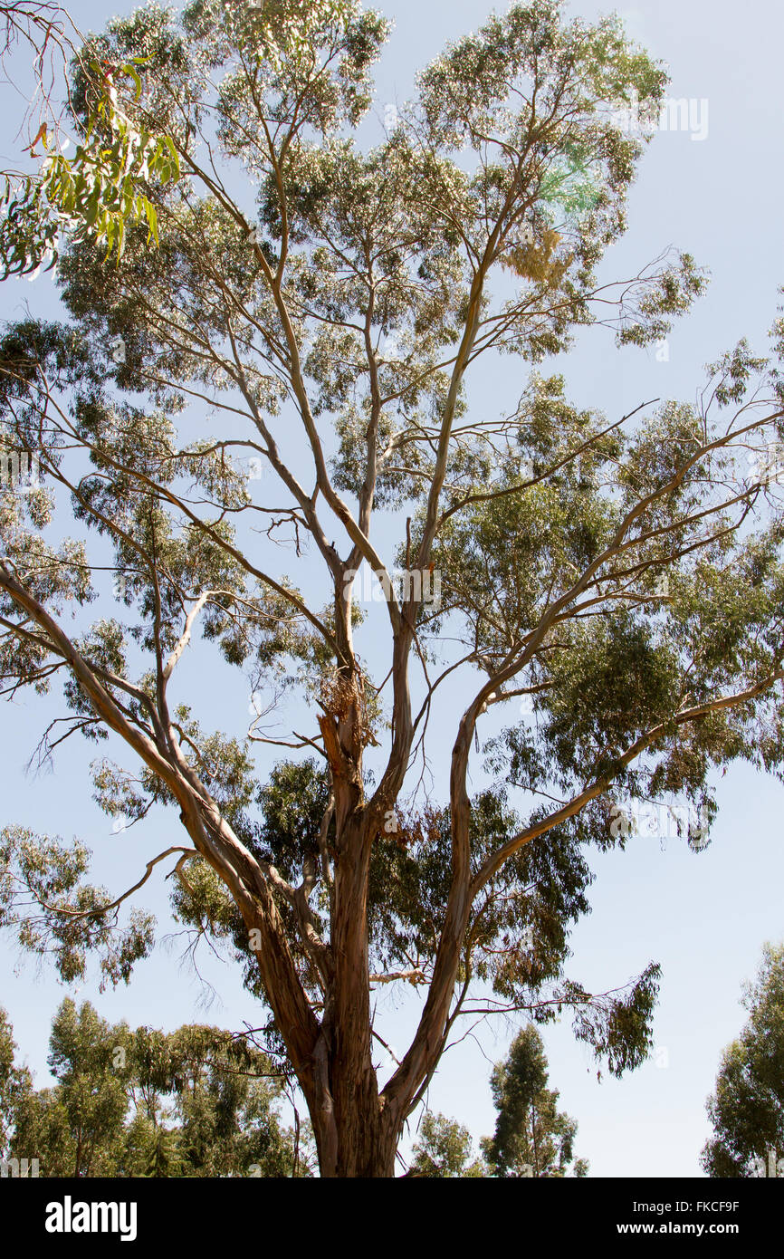 Eucalyptus tree in Addis Ababa, Ethiopia Stock Photo Alamy