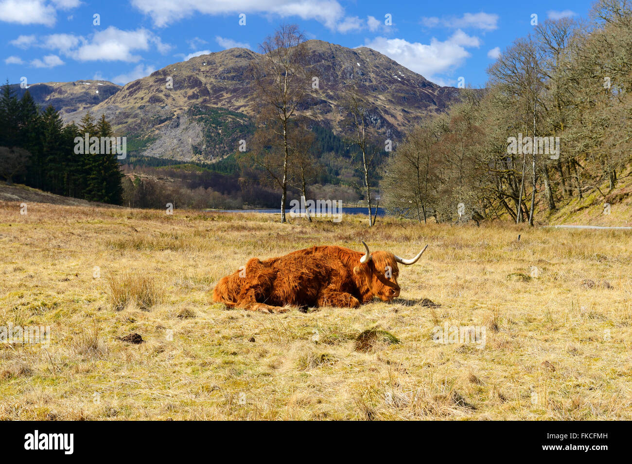 Cow Laying Down High Resolution Stock Photography and Images - Alamy