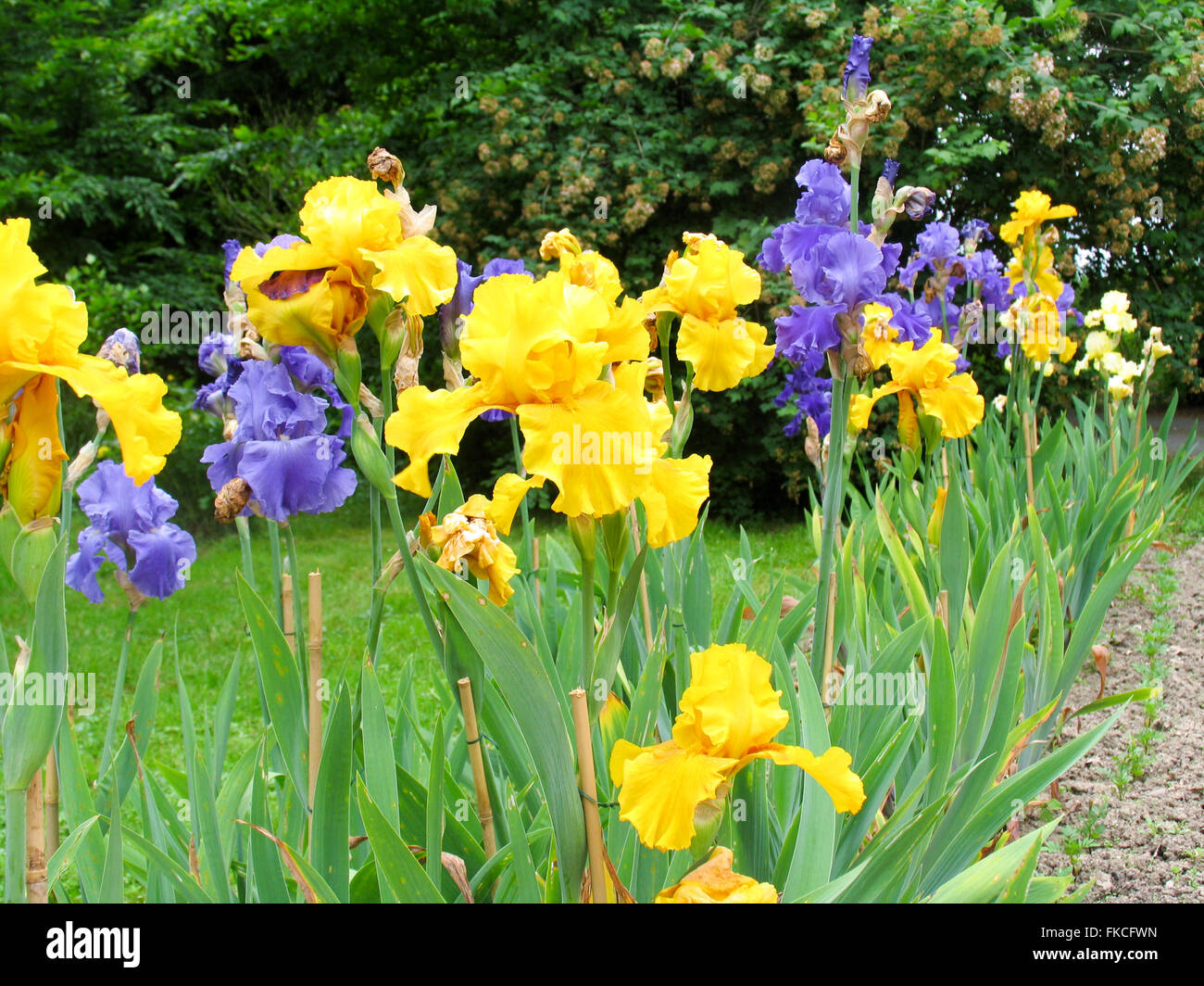 Violet and yellow irises Stock Photo Alamy