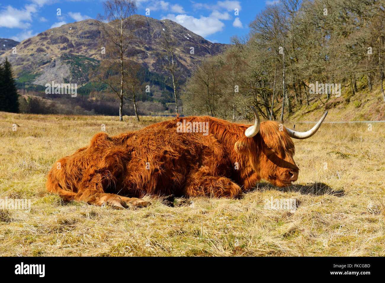 Cow laying down hires stock photography and images Alamy