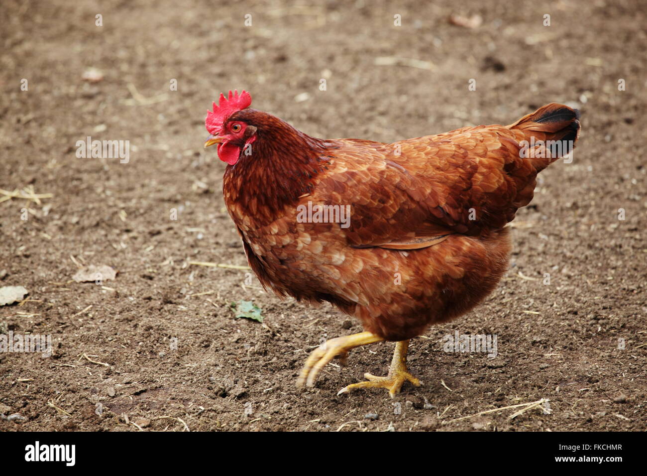 Rhode Island Red Chicken Stock Photo Alamy