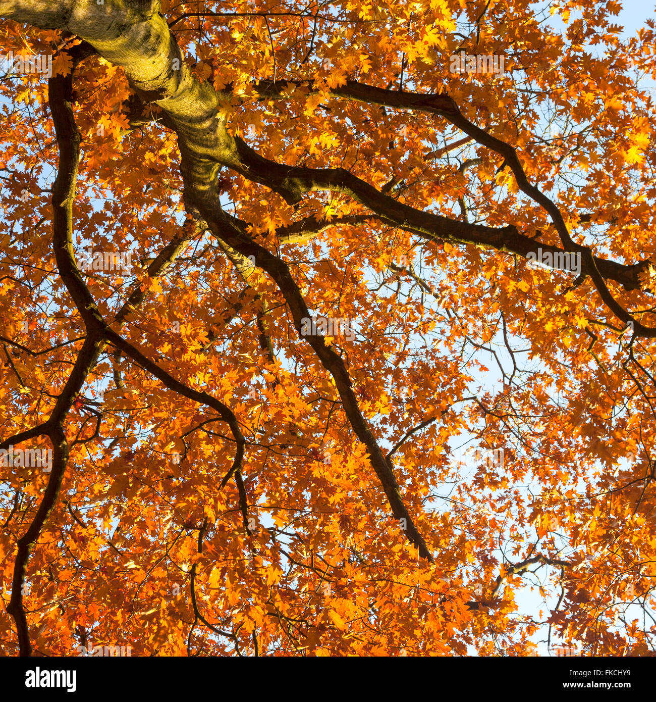 vibrant autumn colors on oak tree leaves against blue sky lit by sun on ...