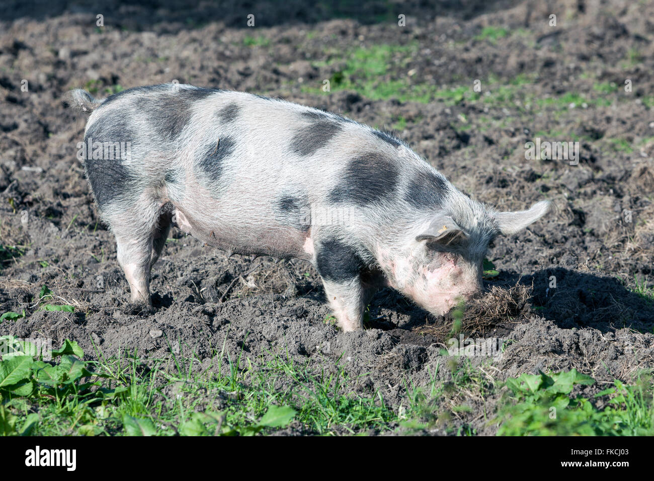 large spotted pig outdoors in dirt on sunny day Stock Photo