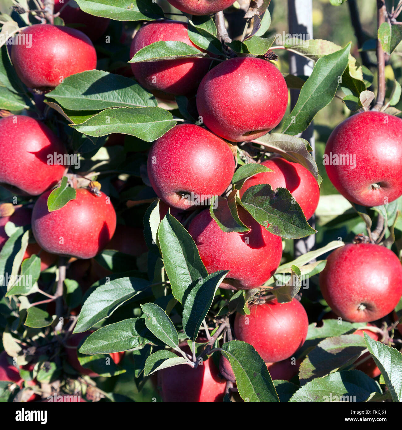 closeup of ripe red apples on apple tree in sunshine ready for harvest ...